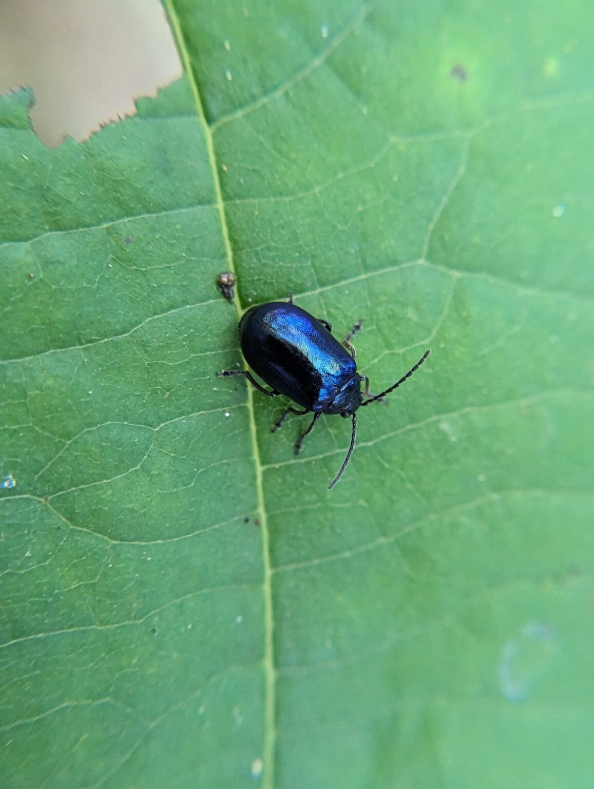 26 Amazing Blue Beetles You May Encounter (with Pictures)