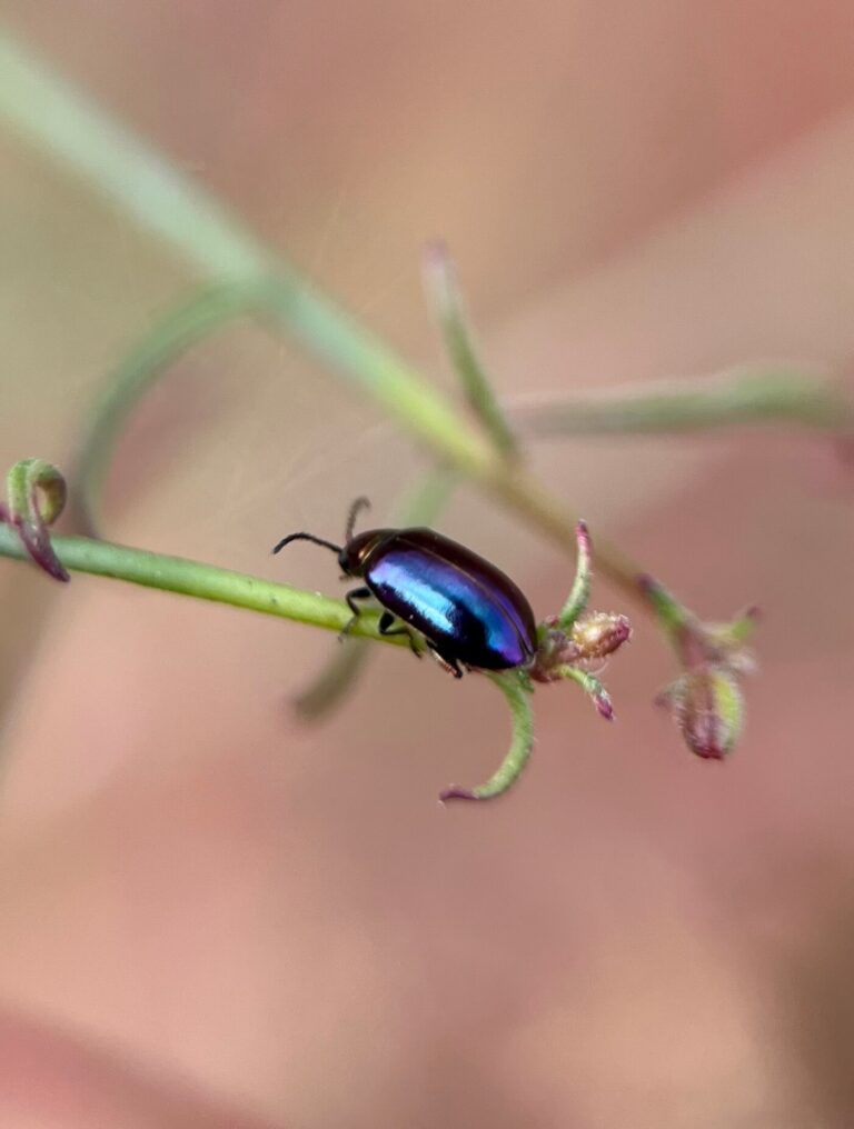 26 Amazing Blue Beetles You May Encounter (with Pictures)