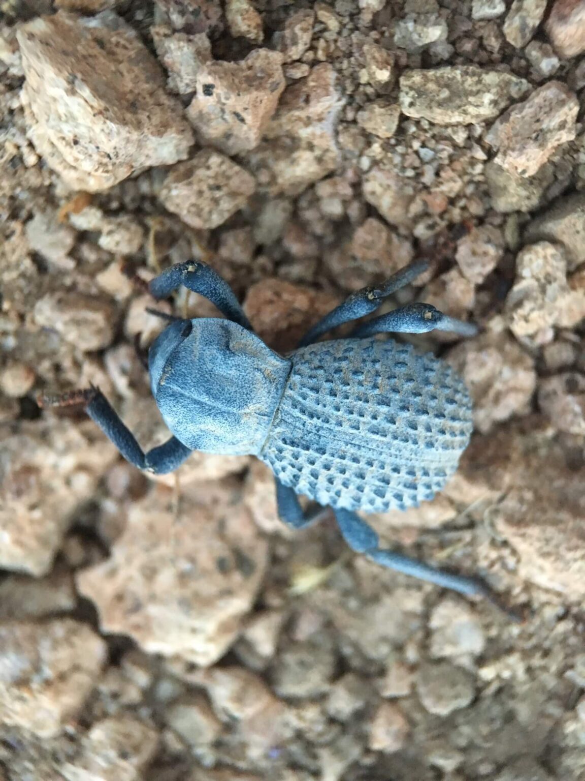 26 Amazing Blue Beetles You May Encounter (with Pictures)