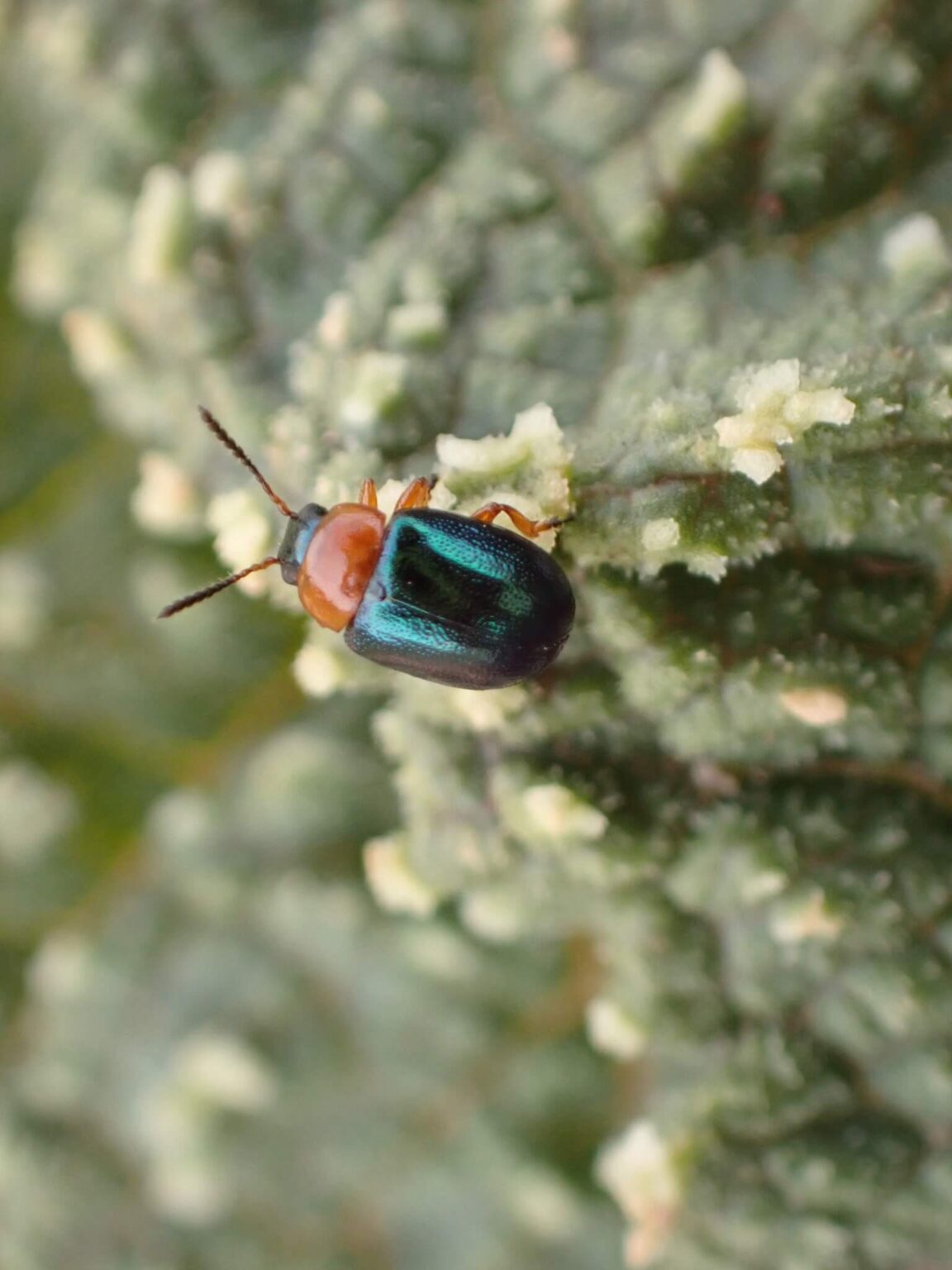 26 Amazing Blue Beetles You May Encounter (with Pictures)