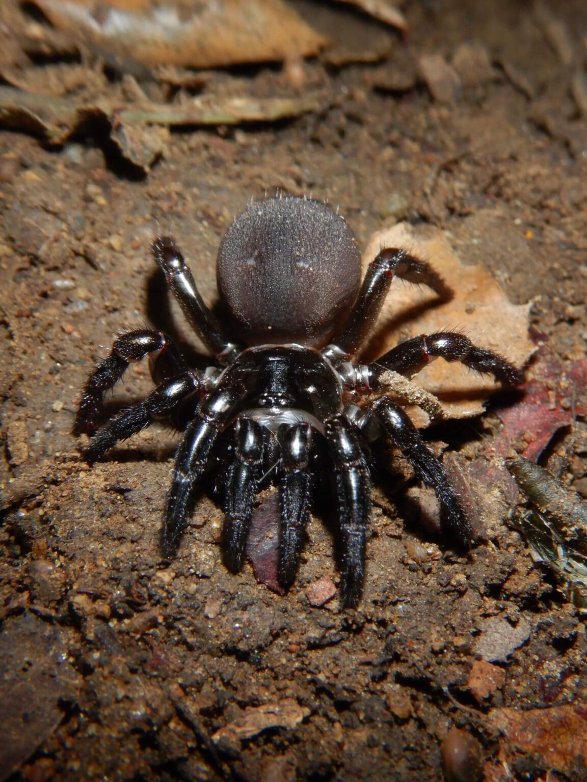 33 Types of Black Spiders Pictures and Identification Guide