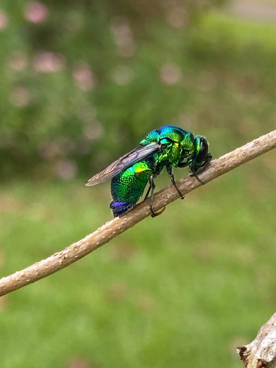 9 Vivid Green Wasps You May See with Pictures 9-vivid-green-wasps-you-may-see-with-pictures