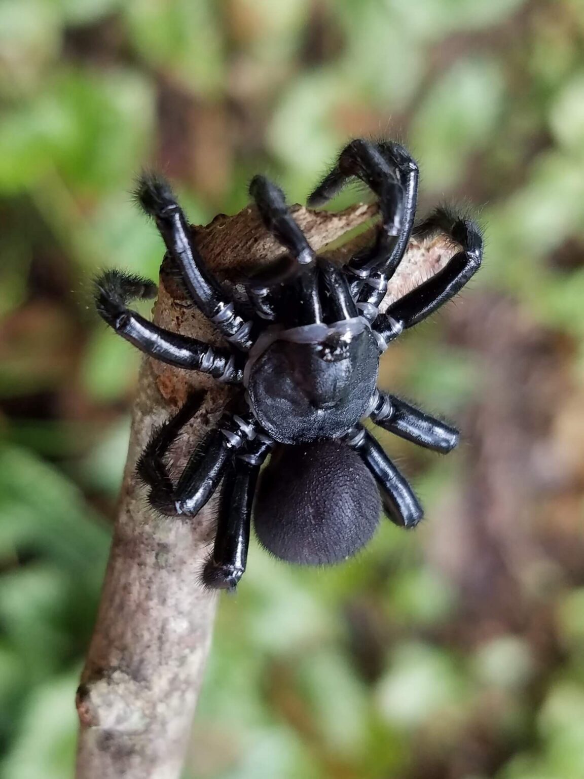 33 Types of Black Spiders (Pictures and Identification Guide)