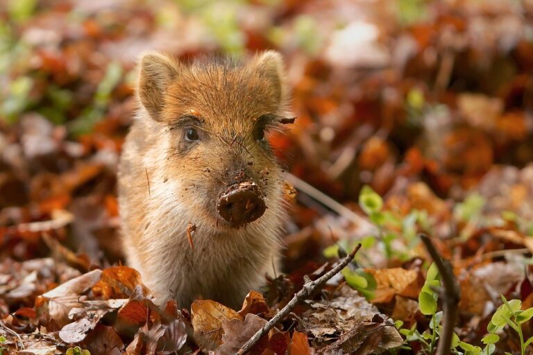 41 Invasive Species in Ohio (Plants and Animals)