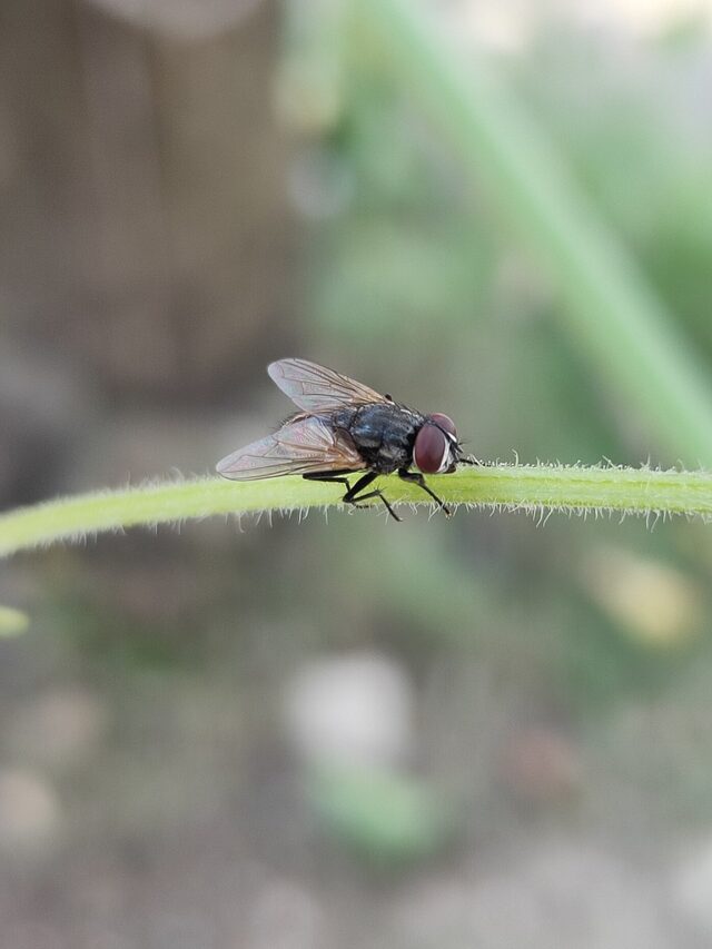 Small Summer Insects 24 Common Bugs You'll See In the Summer (with Pictures)