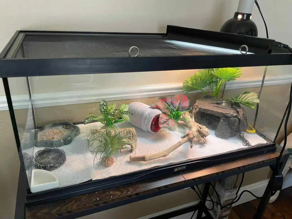 36 Leopard Gecko Enclosure Ideas