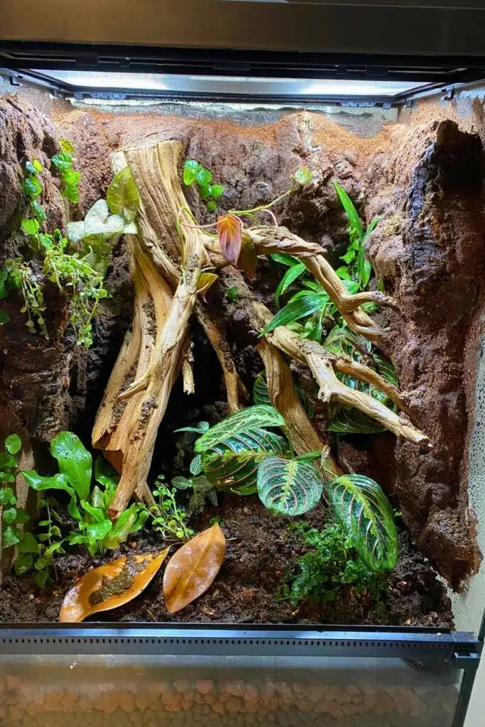 28 Crested Gecko Enclosure Ideas