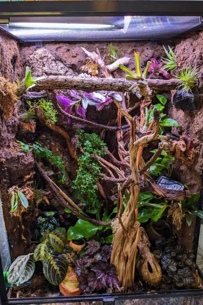 28 Crested Gecko Enclosure Ideas