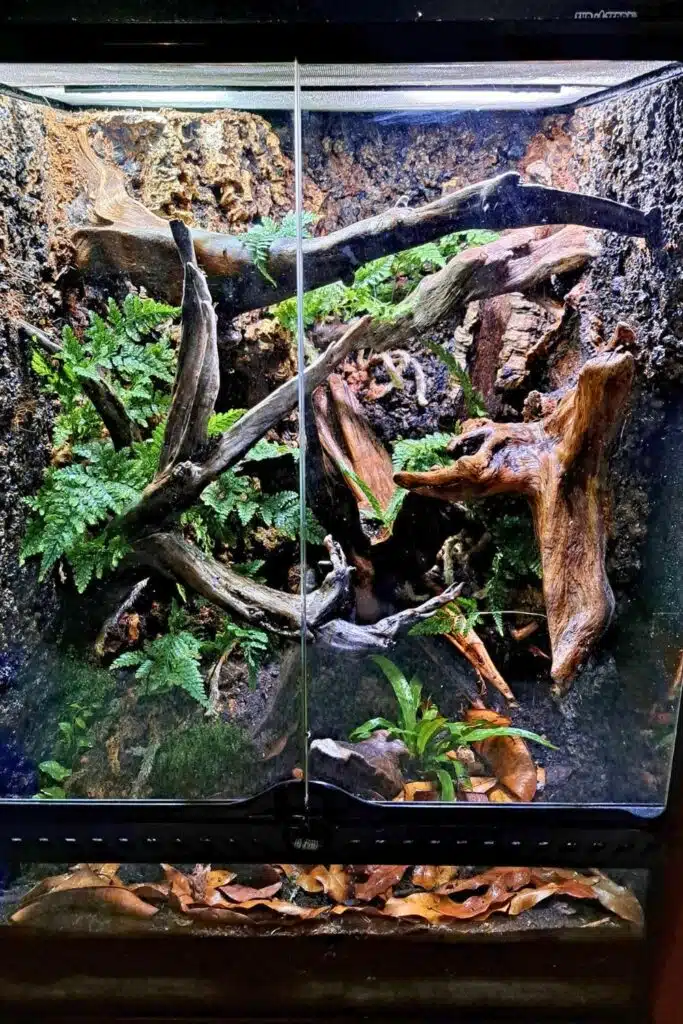 28 Crested Gecko Enclosure Ideas