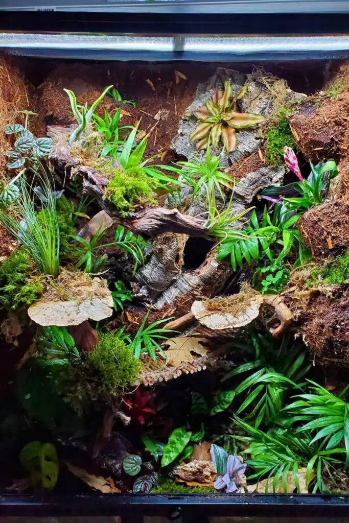 28 Crested Gecko Enclosure Ideas