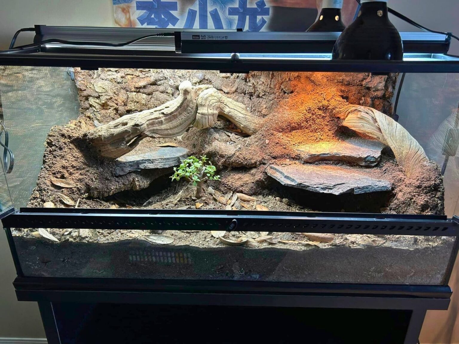 50 Best Bearded Dragon Enclosure Ideas - ThePetEnthusiast