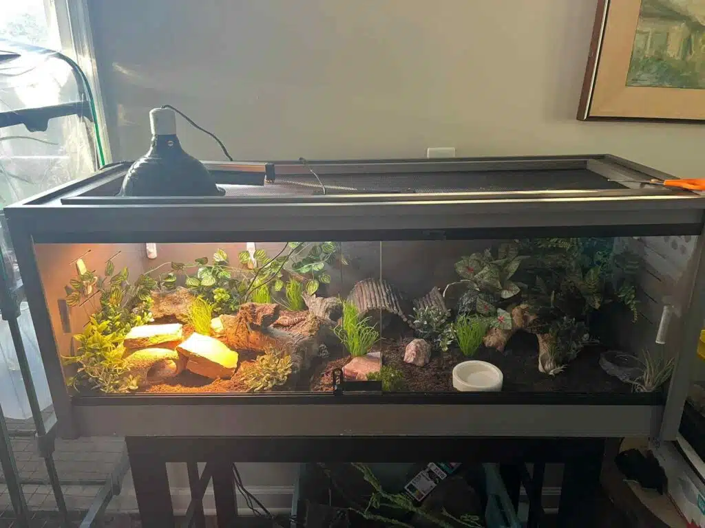 36 Leopard Gecko Enclosure Ideas