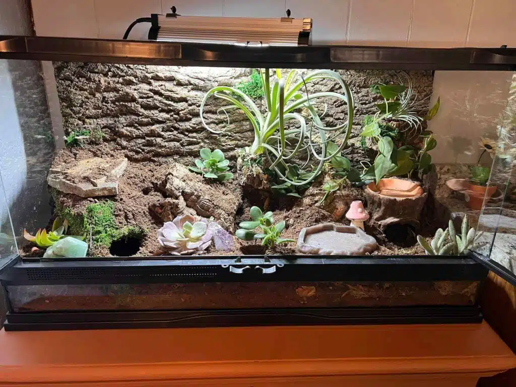 36 Leopard Gecko Enclosure Ideas