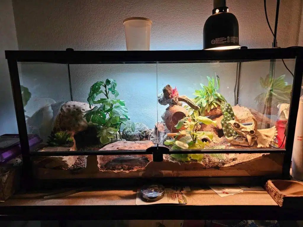 36 Leopard Gecko Enclosure Ideas