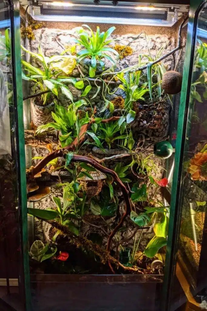 28 Crested Gecko Enclosure Ideas