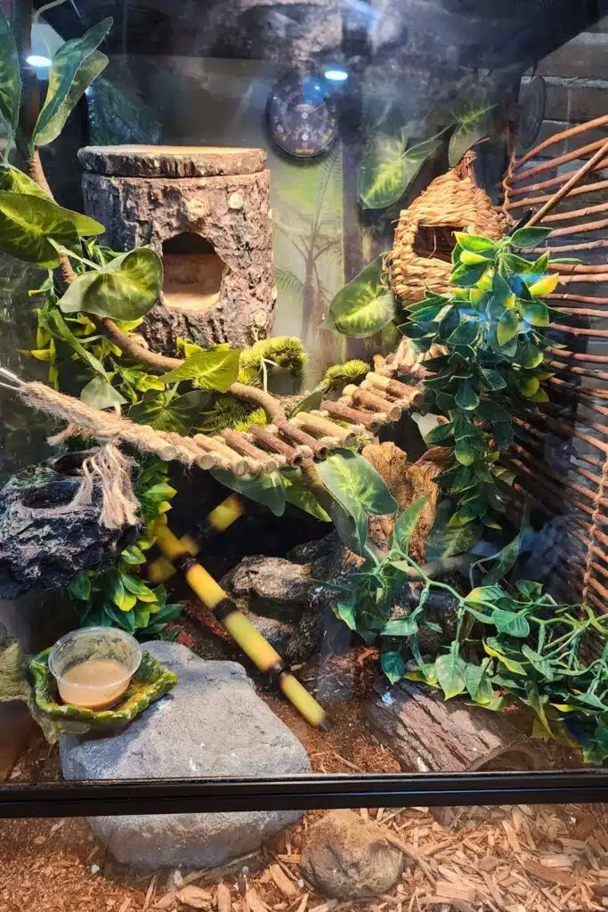 28 Crested Gecko Enclosure Ideas