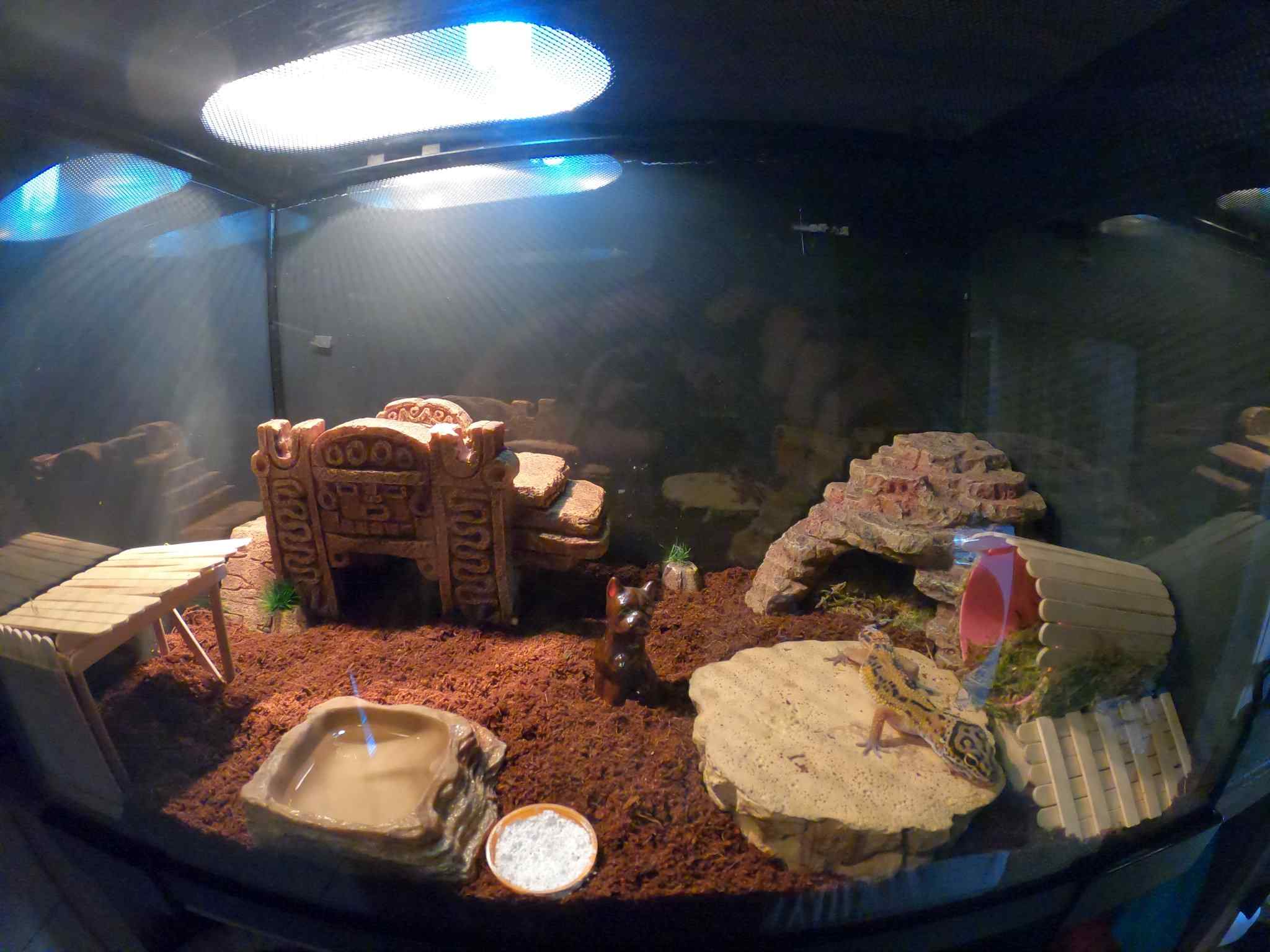 36 Leopard Gecko Enclosure Ideas