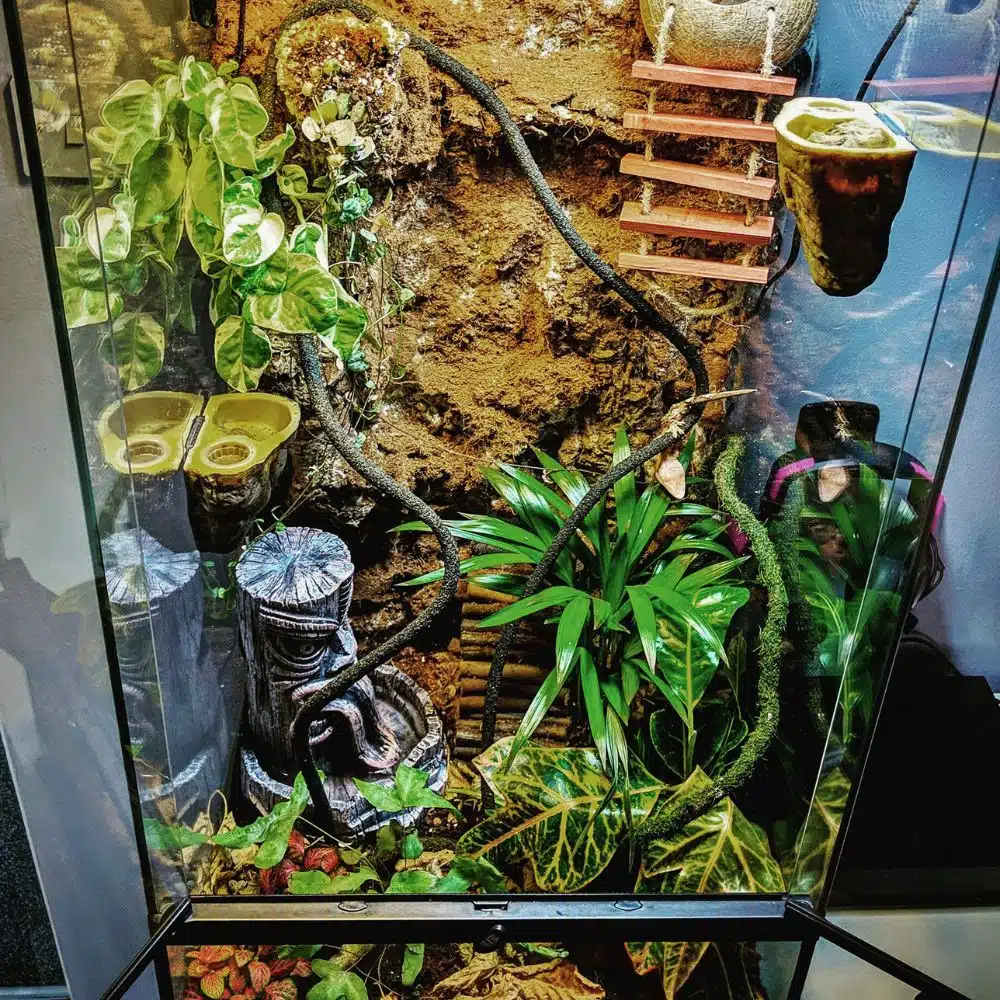 28 Crested Gecko Enclosure Ideas