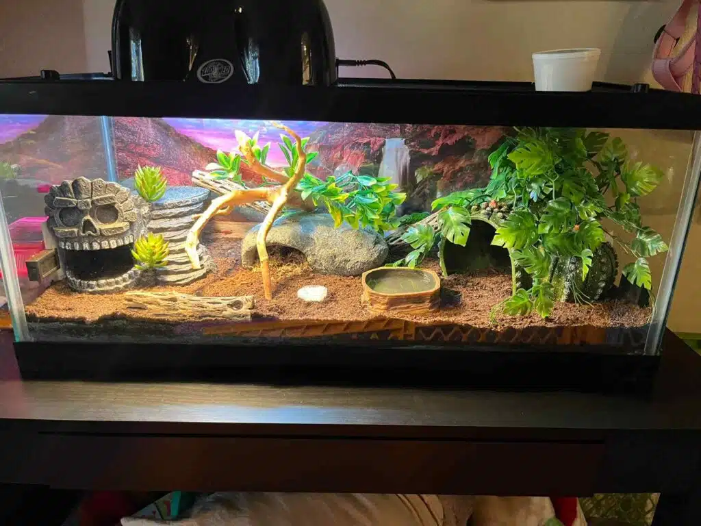 36 Leopard Gecko Enclosure Ideas