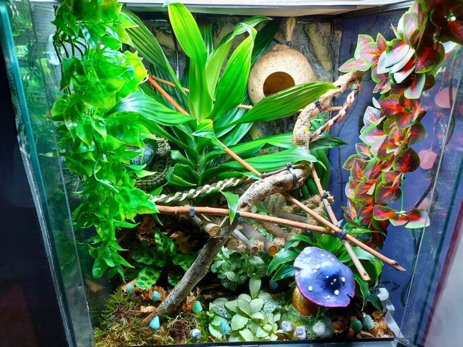 28 Crested Gecko Enclosure Ideas 28 crested gecko enclosure ideas