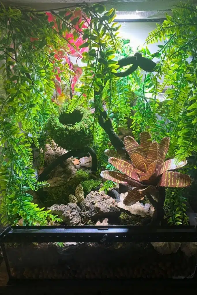 28 Crested Gecko Enclosure Ideas