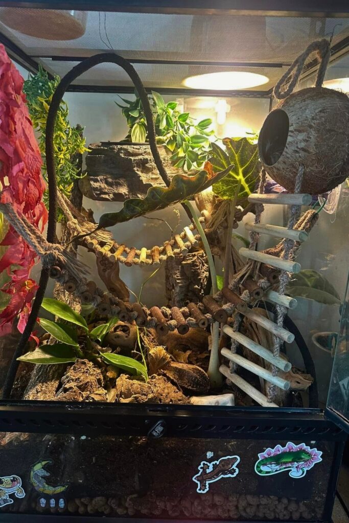 28 Crested Gecko Enclosure Ideas