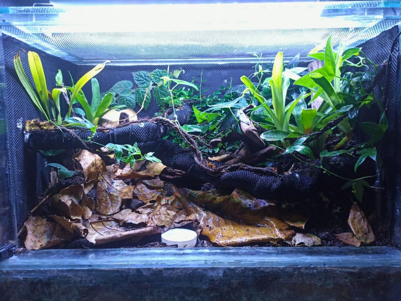 40 Creative Pacman Frog Tank Ideas 40-creative-pacman-frog-tank-ideas