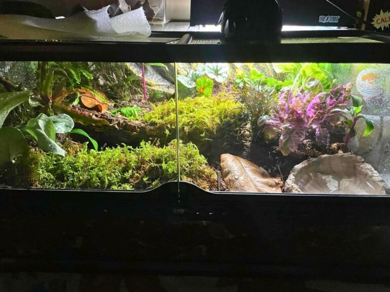 Picture of 40 Creative Pacman Frog Tank Ideas