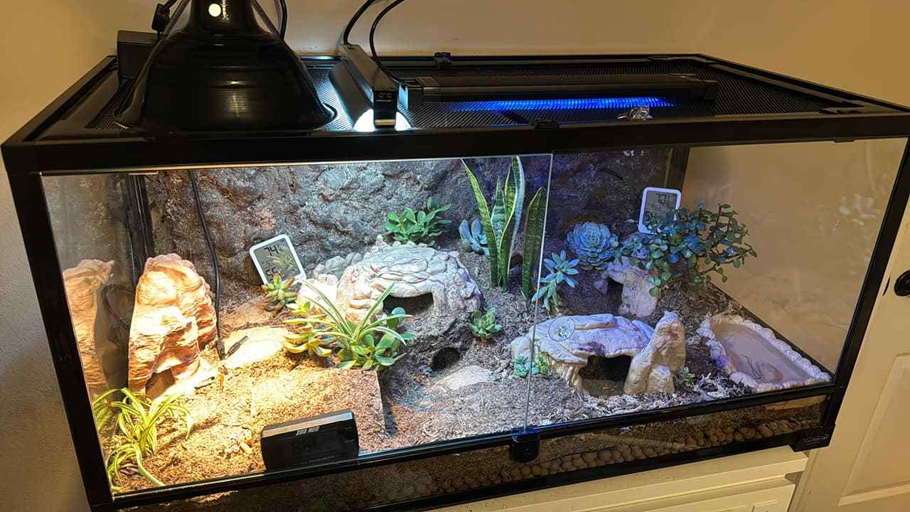 17 Enrichment Ideas For Your Leopard Gecko