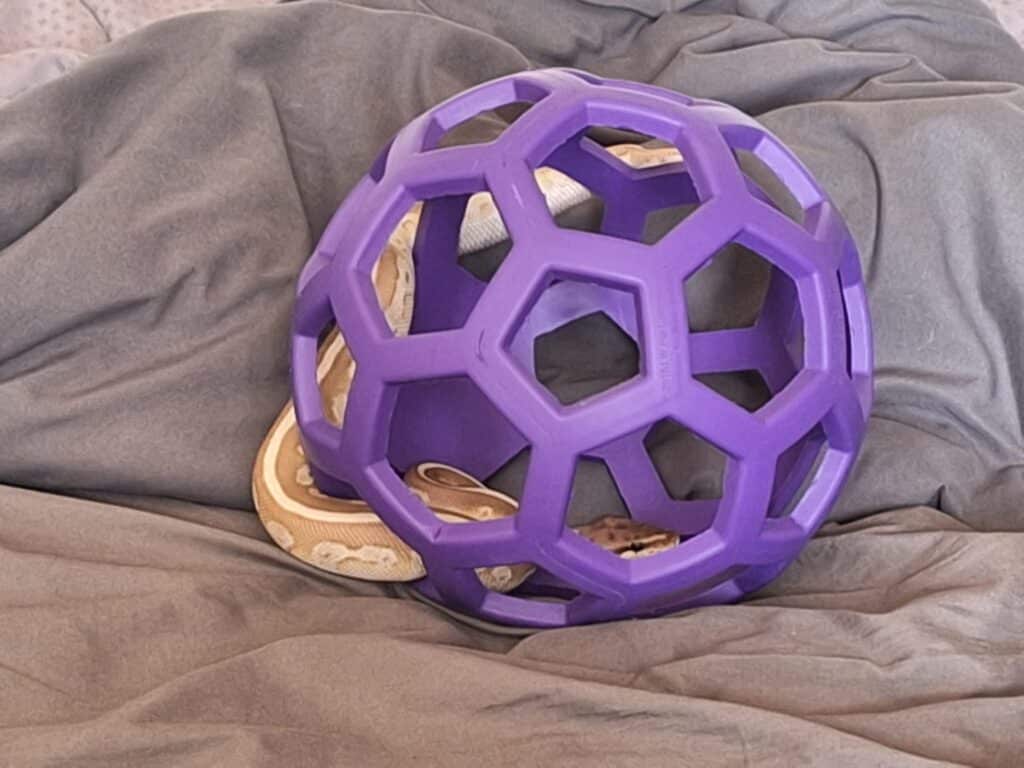Ball python enrichment ideas
