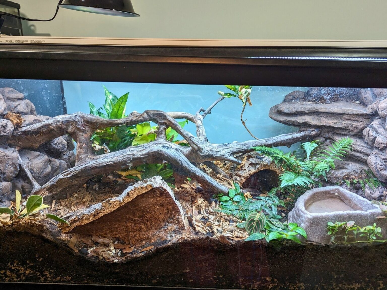 36 ball python enclosure ideas for any budget