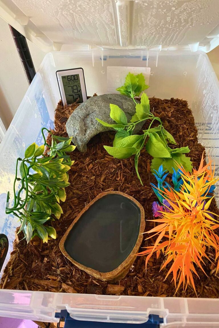 36 Ball Python Enclosure Ideas for Any Budget