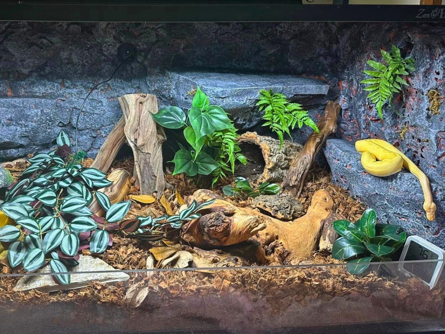 36 Ball Python Enclosure Ideas for Any Budget