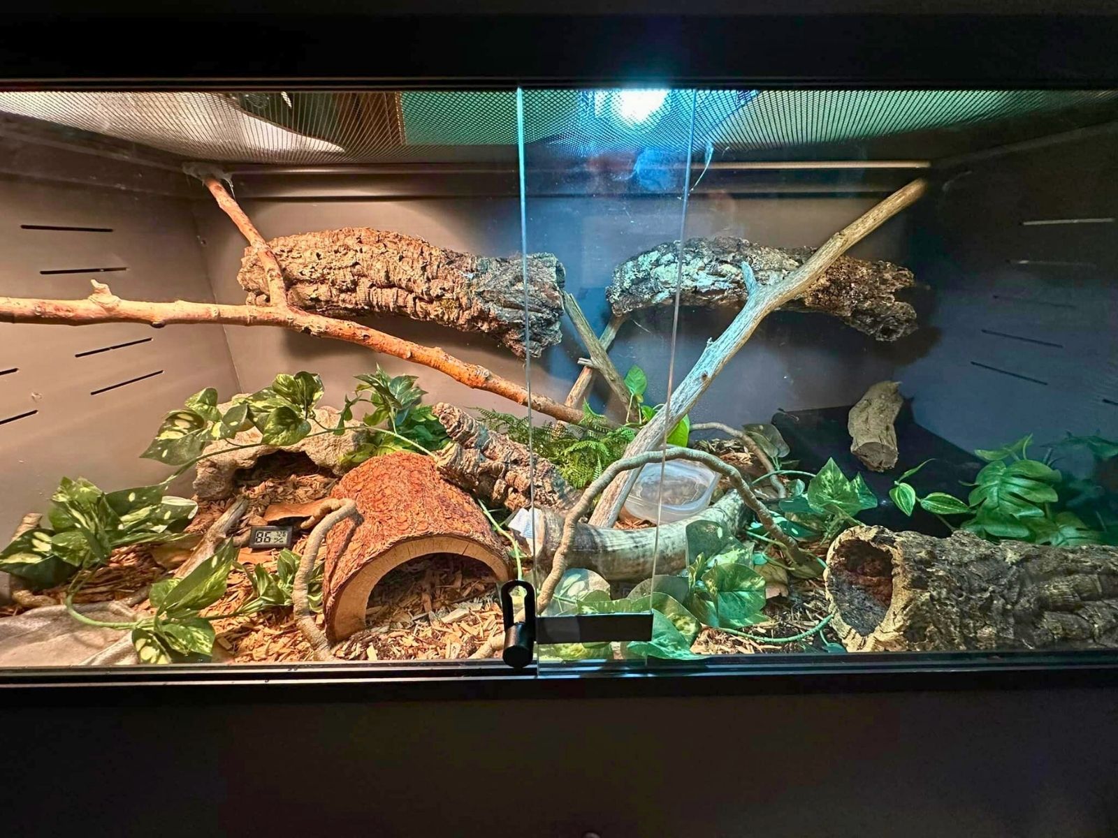 36 Ball Python Enclosure Ideas for Any Budget