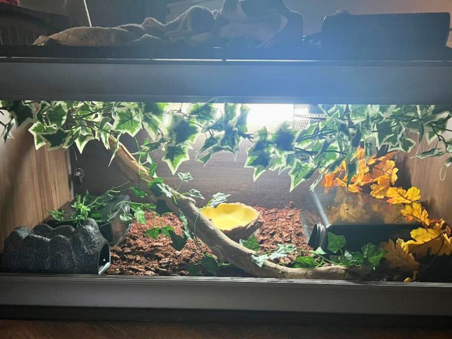 36 Ball Python Enclosure Ideas for Any Budget