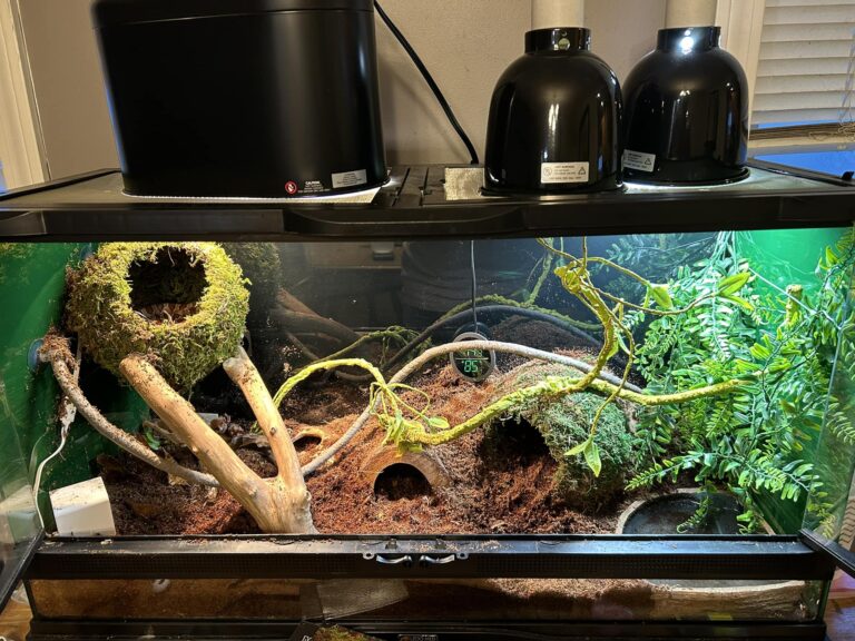 View of 30 Striking Corn Snake Enclosure Ideas