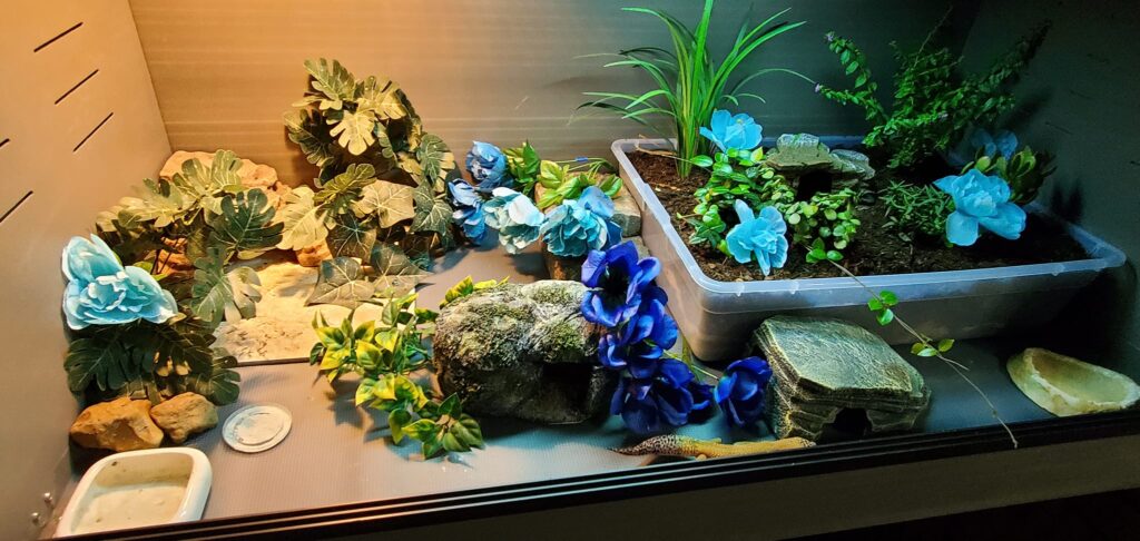 17 Enrichment Ideas For Your Leopard Gecko