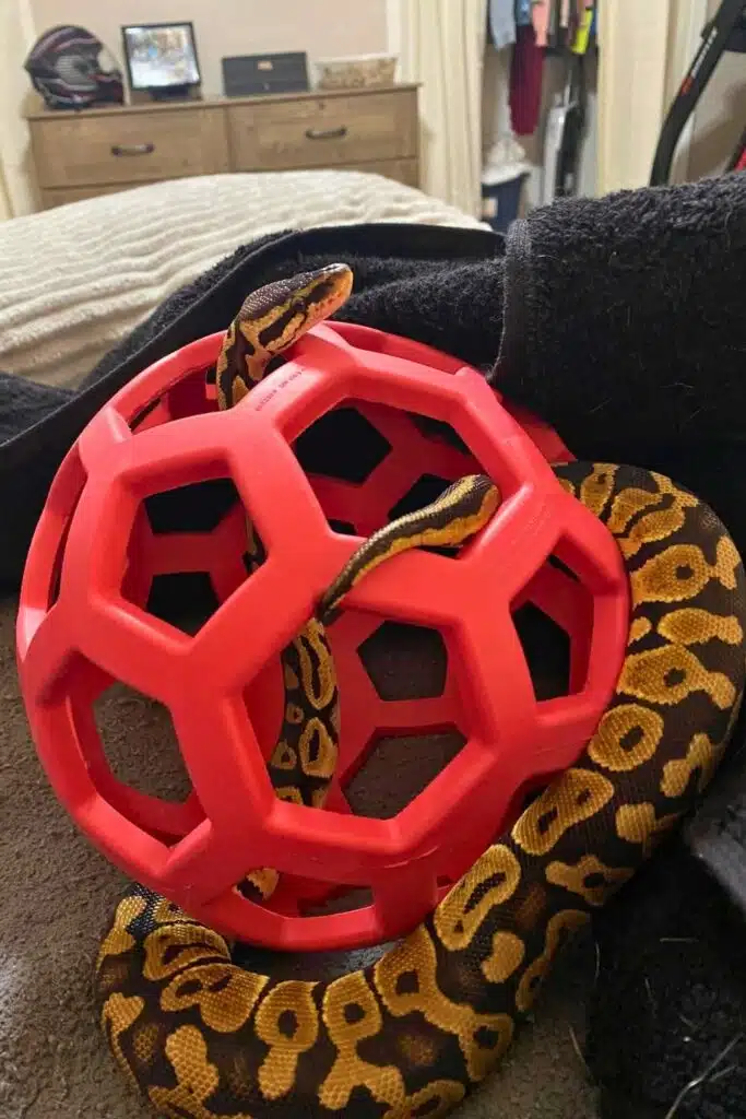 25 Snake Toys and Enrichment Ideas