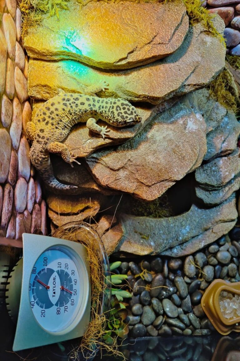 Best Leopard Gecko Rocks 17 Enrichment Ideas For Your Leopard Gecko