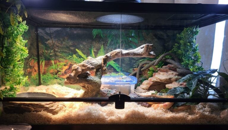 Curated Corn Snake Enclosure Design And Safety Gallery View 21