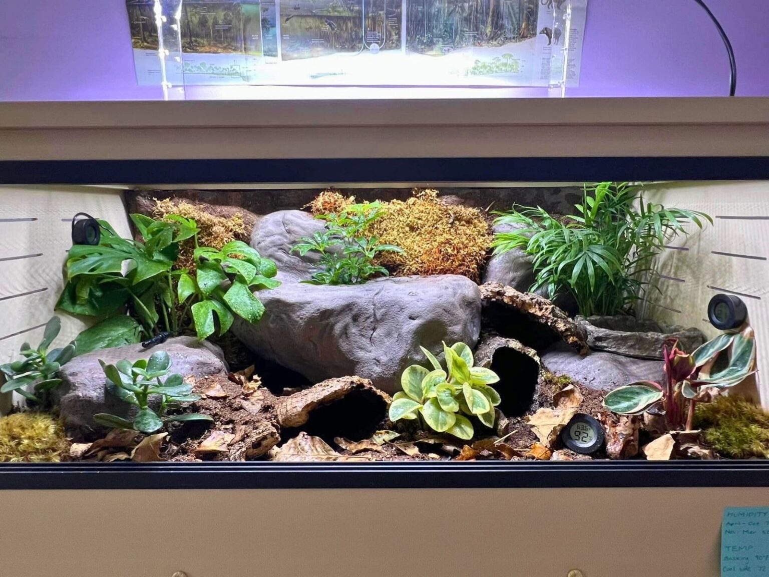 36 Ball Python Enclosure Ideas for Any Budget