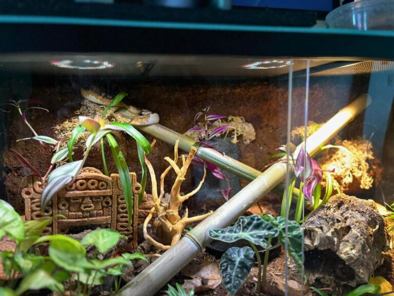 36 Ball Python Enclosure Ideas for Any Budget
