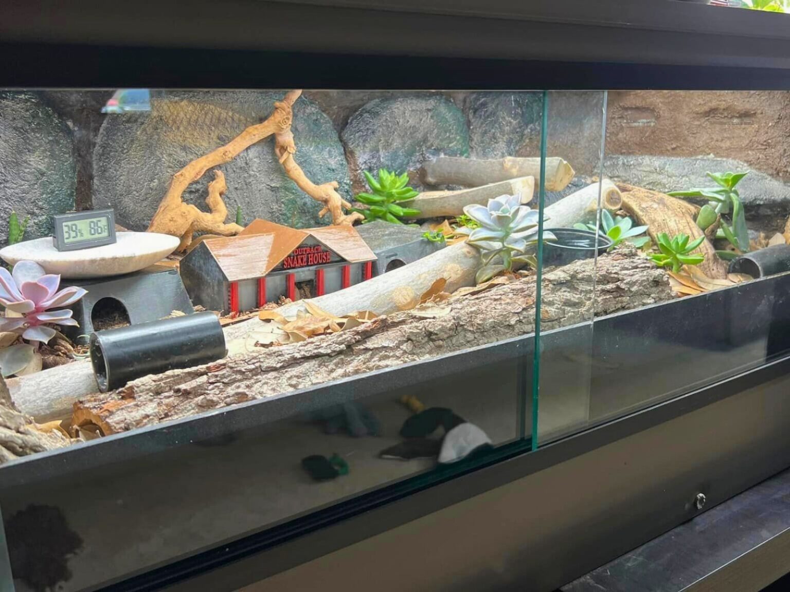 36 Ball Python Enclosure Ideas for Any Budget