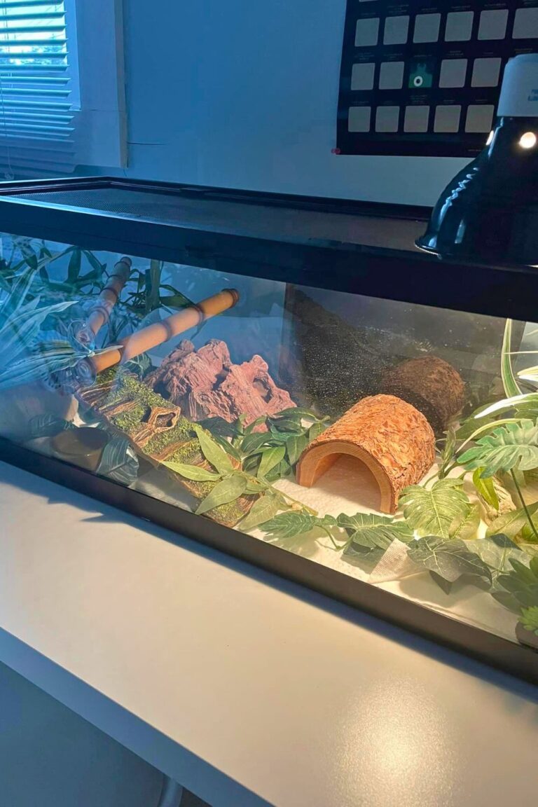 36 Ball Python Enclosure Ideas for Any Budget