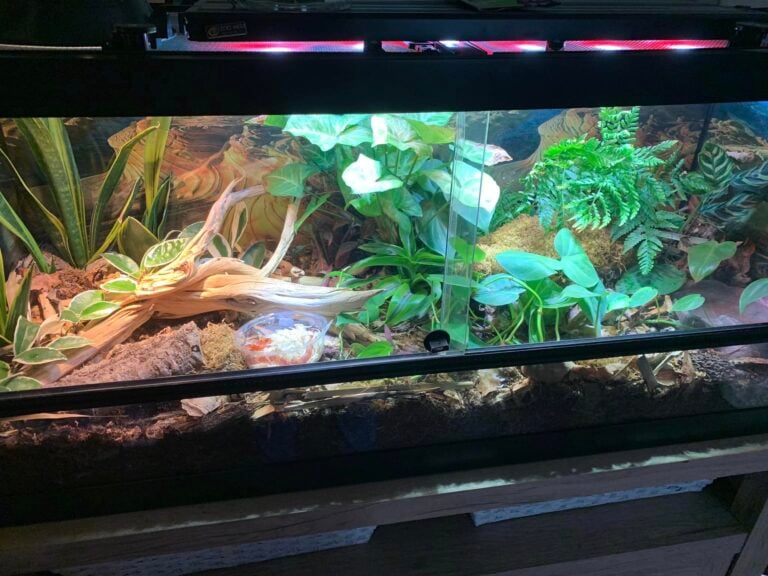 Stunning Corn Snake Enclosure Movement Space image