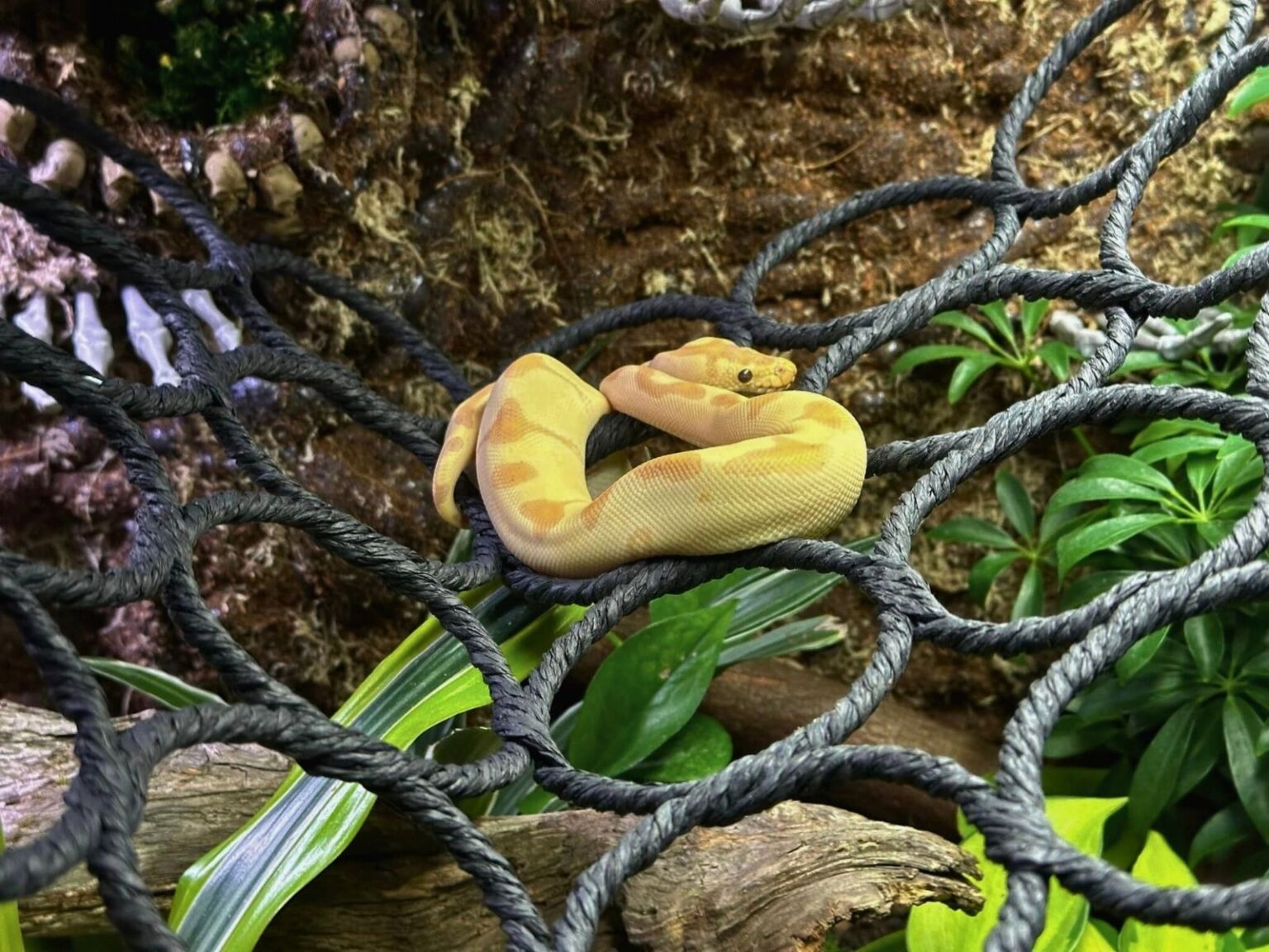 36 Ball Python Enclosure Ideas for Any Budget