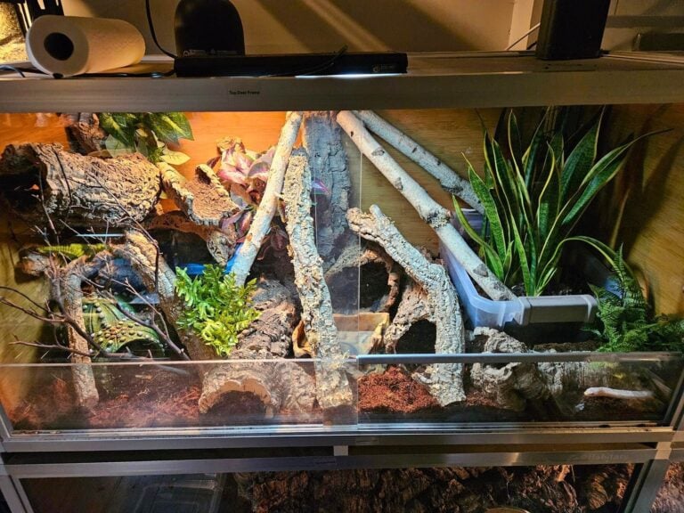 Image showcasing 30 Striking Corn Snake Enclosure Ideas