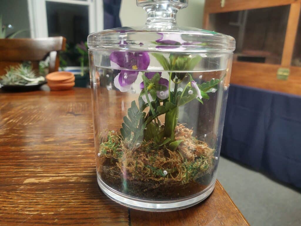 Arboreal Tarantula Enclosure Ideas