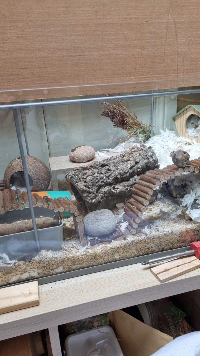 Image showcasing 23 Fun Hamster Enrichment Ideas - ThePetEnthusiast