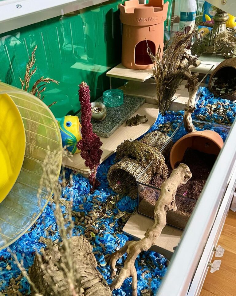 Picture of 35 Amazing Hamster Cage Ideas - ThePetEnthusiast